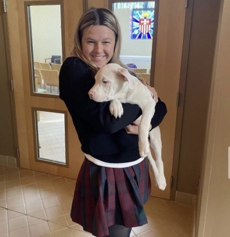 Puppies and Goats Come to Gwynedd