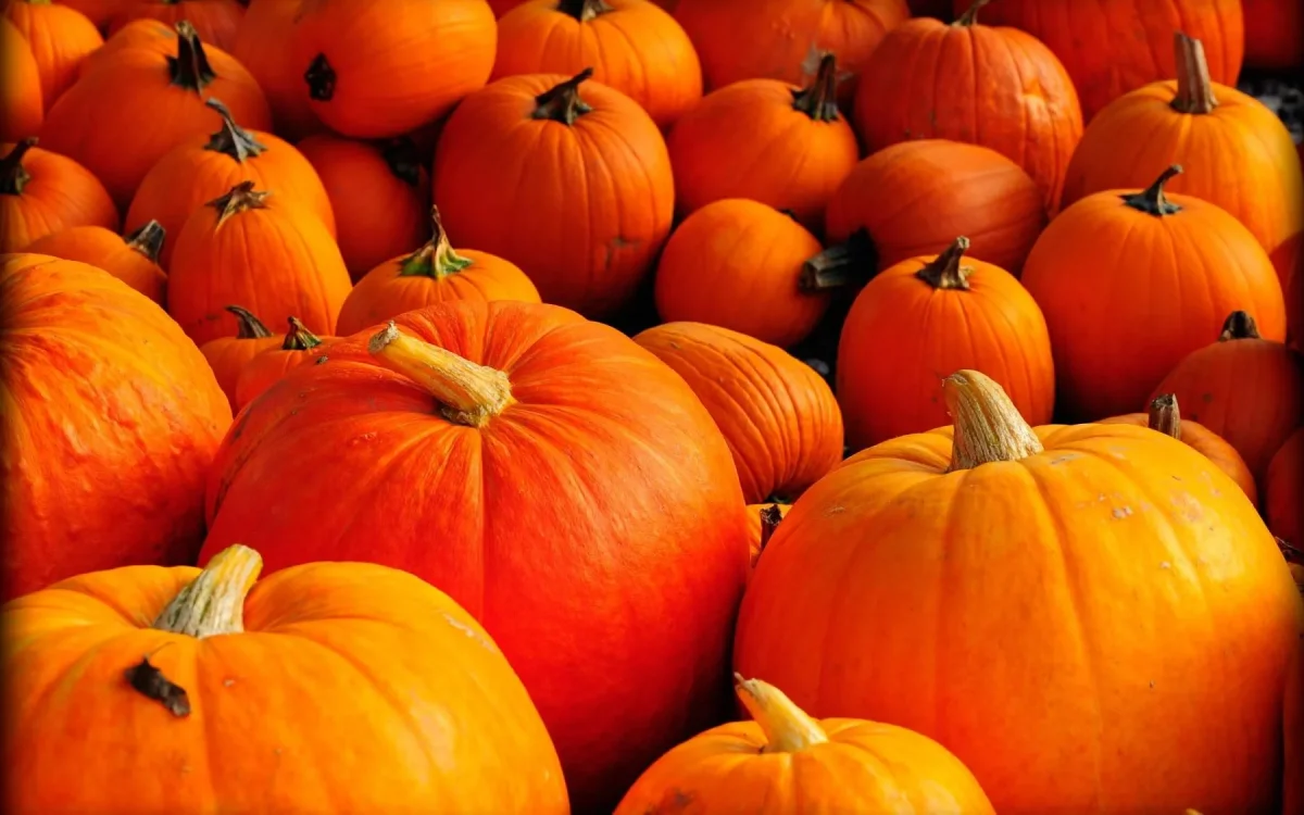 Creative Writing Piece: The Pumpkin Prince