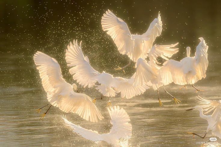 The Cost of Wings